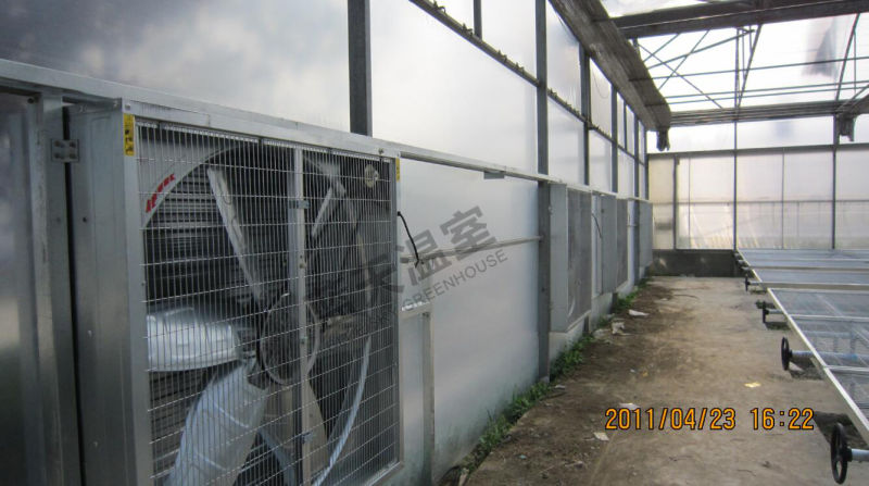 Durable Film Roof Greenhouse with Polycarbonate Sheet Wall