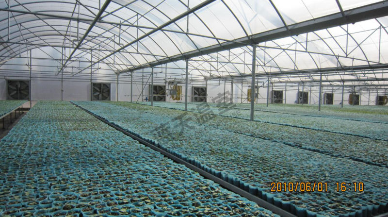 Netherland Technology Multi-Span Film Greenhouse for Seeding