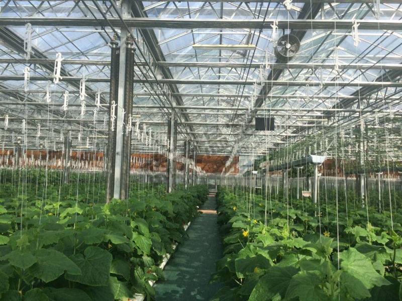 High Cost Performance Glass Greenhouse for Agricultural Planting