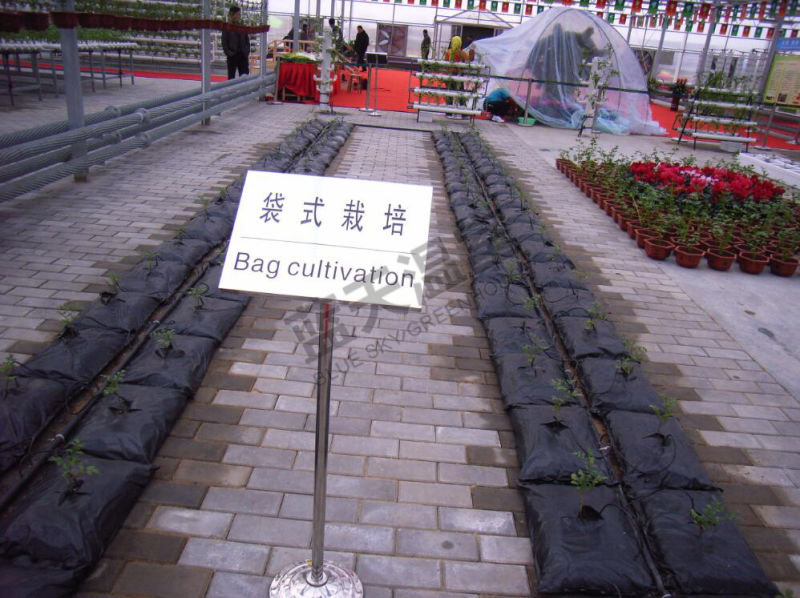 Polycarbonate Sheet Venlo Type Greenhouse