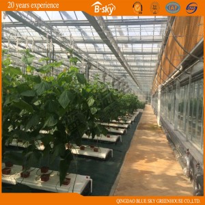 High Output Glass Greenhouse for Agricultural Planting