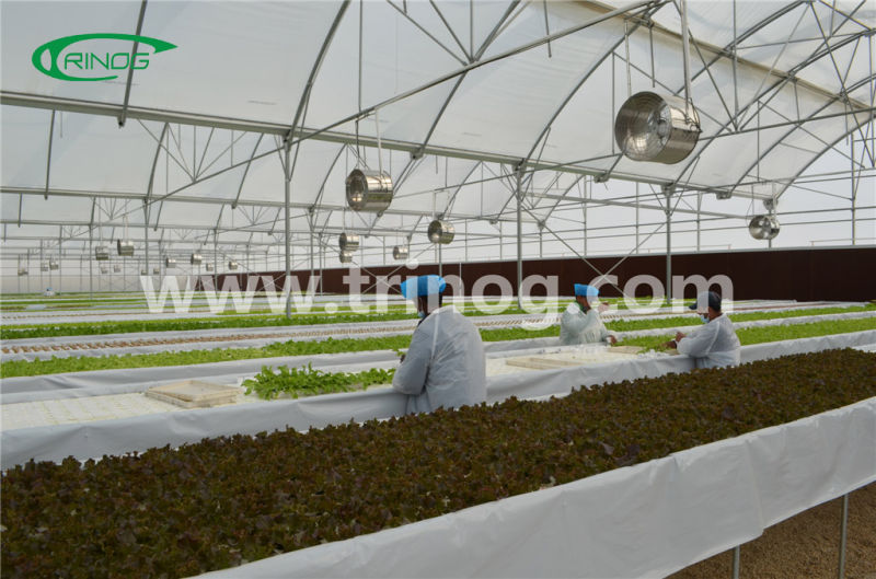 Beef tomato hydroponics cultivation for growing