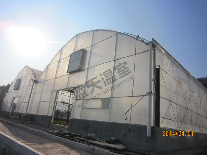 Low Cost Arch Structure Multi-Span Film Greenhouse