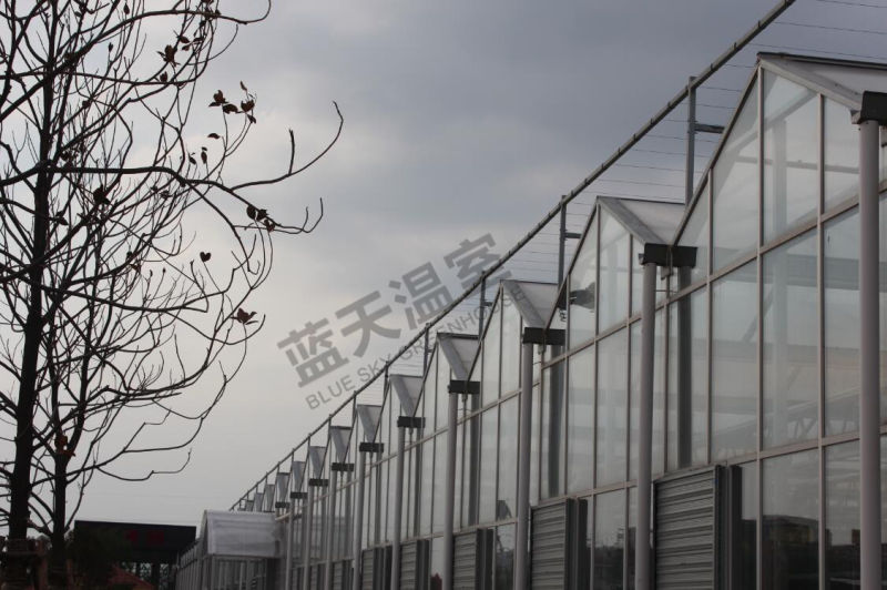 Venlo Type Multi-Span Greenhouse for Agricultural Planting