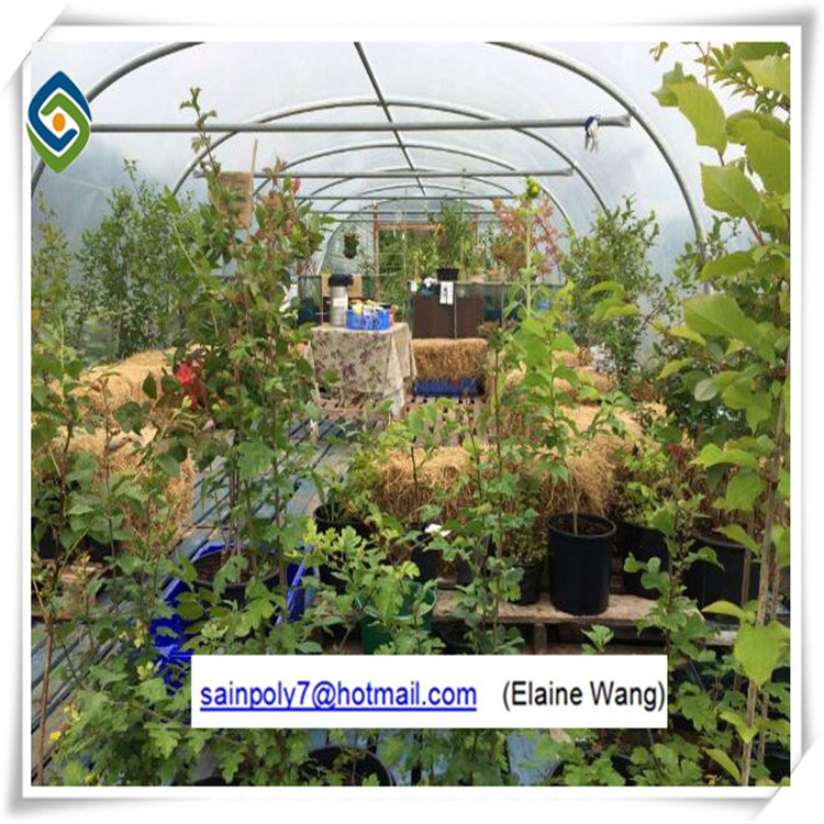 Agriculture Plastic Film for Greenhouse