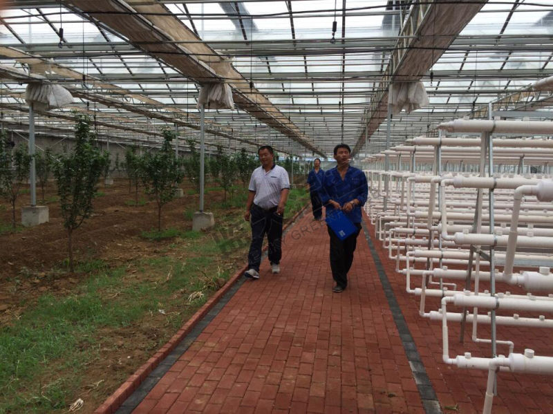 Multi-Span Film Green House Production Green House