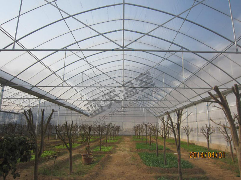 Arch Structure Multi-Span Film Greenhouse