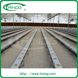 Cucumber hydroponics growing with trellis system