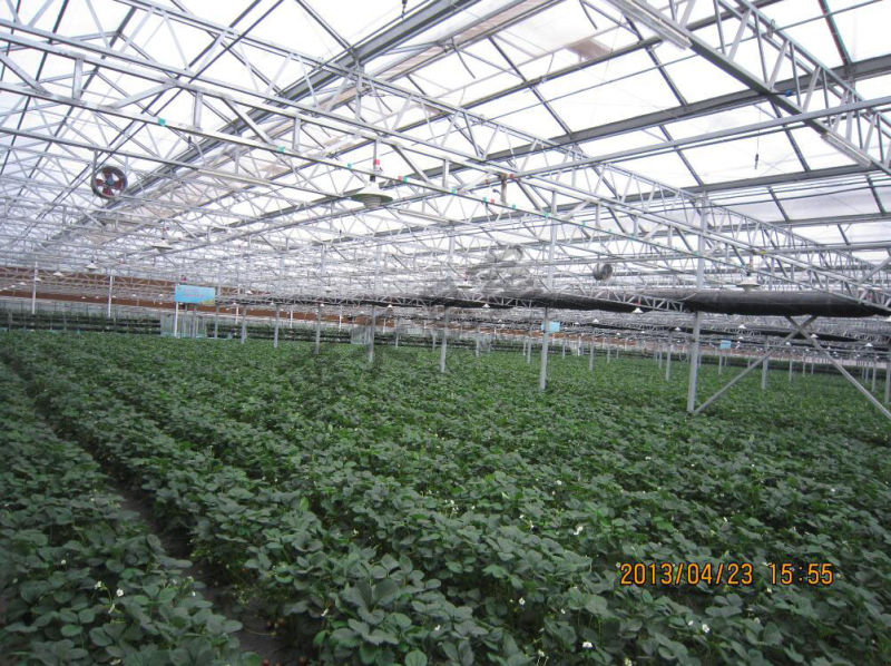 Good Appearance Venlo Type Multi-Span Greenhouse for Agricultural Planting