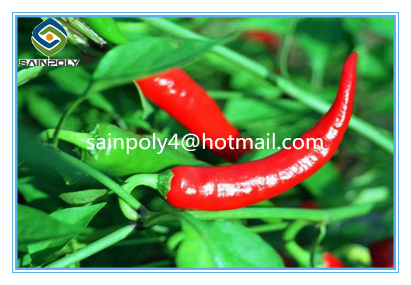 Single Span Tunnel Greenhouse for Agricultural Pepper