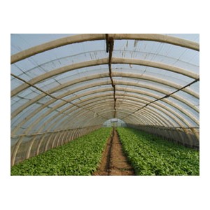 Agricultural Greenhouse Frame/ Vegetable Greenhouse
