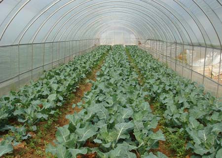Economic and Practical Vegetable Greenhouse