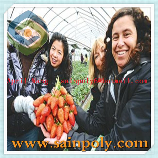 Wholesale Garden Greenhouse for Growing System