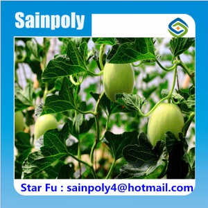 Large Size Multi-Span Film Greenhouse for Muskmelon