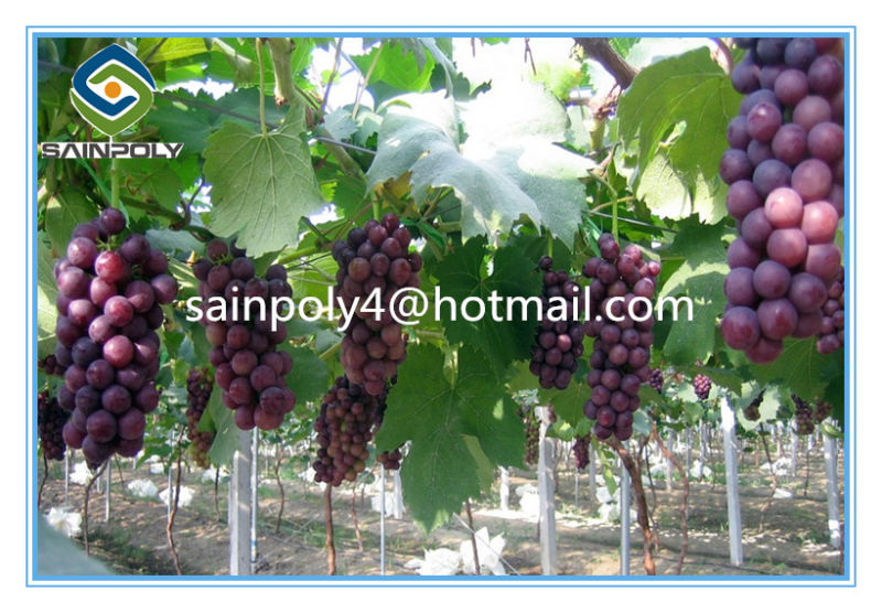 Large Size Multi-Span Film Greenhouse for Grape