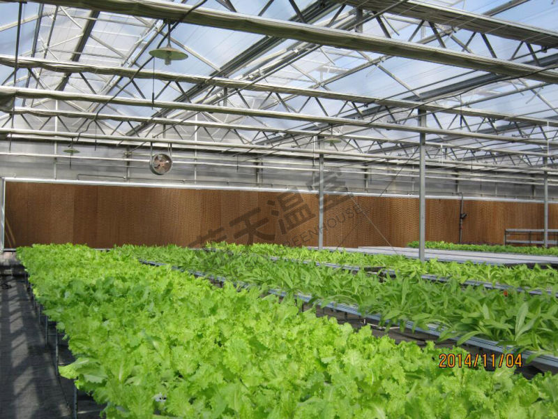 High Cost Performance Film Roof Glass Wall Greenhouse for Planting Vegetables