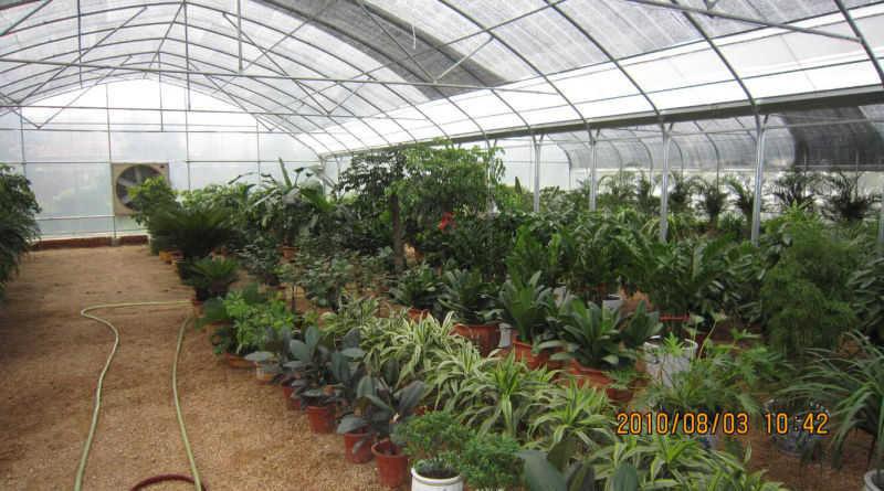 Hot Galvanized Steel Film Covered Multi-Span Greenhouse