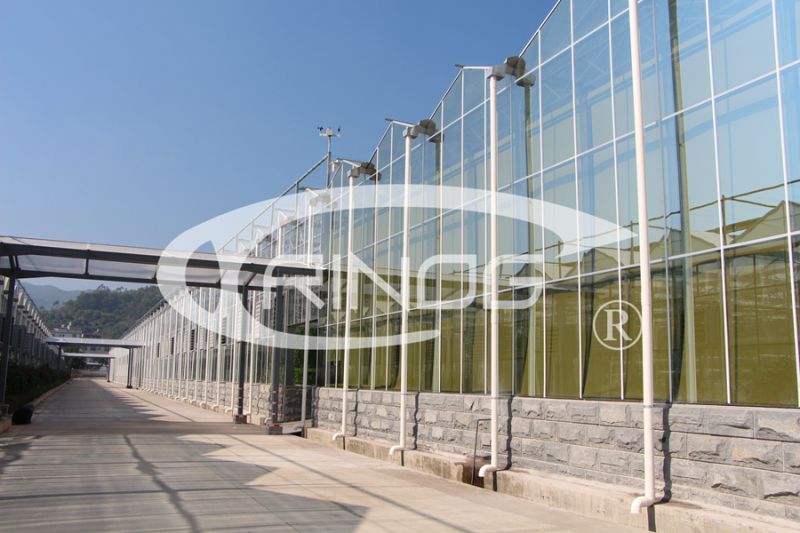 Gardening Multispan Glass Greenhouse (XS-GL9600/12000Venlo)