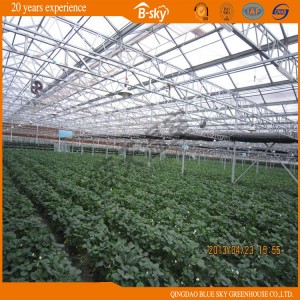Beautiful Venlo Type Multi-Span Greenhouse for Agricultural Planting