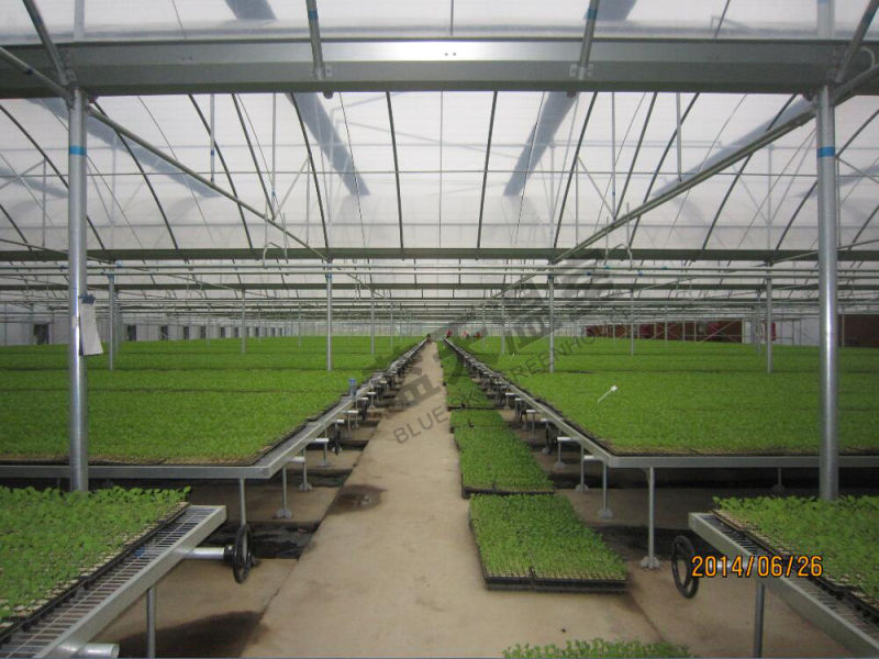 BS-Fgh-069 Plastic Film Greenhouse