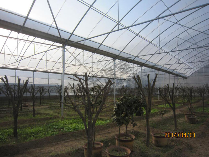 Arch Structure Multi-Span Film Greenhouse