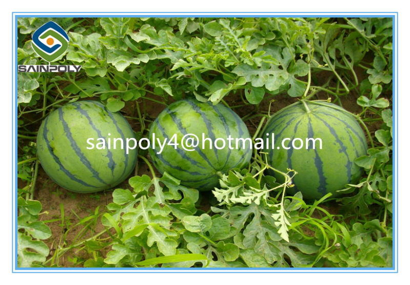 Modern Design Multi-Span Film Greenhouse for Watermelon