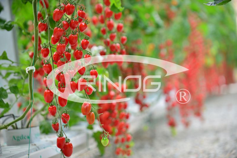 Gardening Multispan Glass Greenhouse (XS-GL9600/12000Venlo)