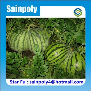 Modern Design Watermelon Used Film Greenhouse for Sale