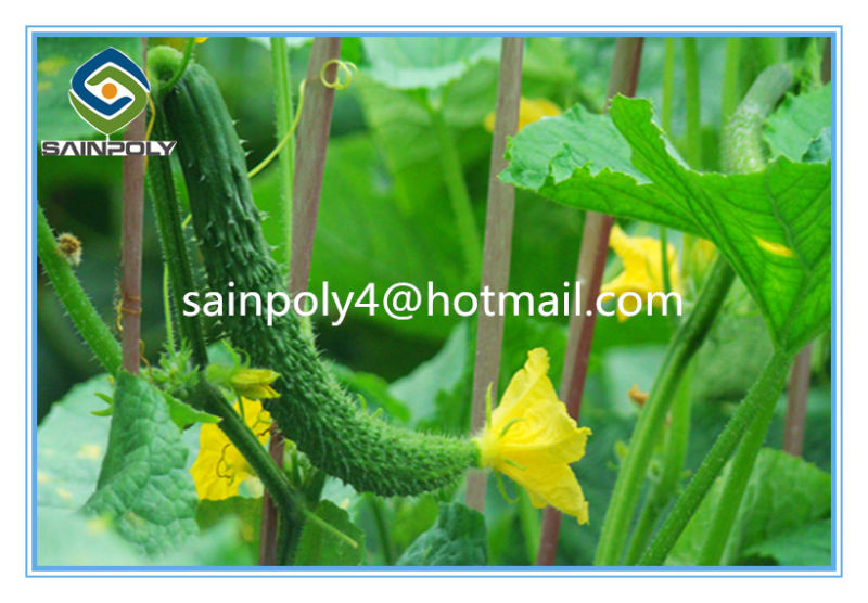 2016 Factory New Design Solar Greenhouse for Cucumber