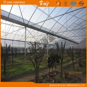 Arch Structure Multi-Span Film Greenhouse China Supplier