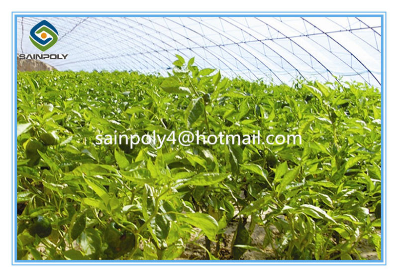 Single Span Tunnel Greenhouse for Agricultural Pepper