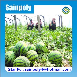 Modern Design Multi-Span Film Greenhouse for Watermelon