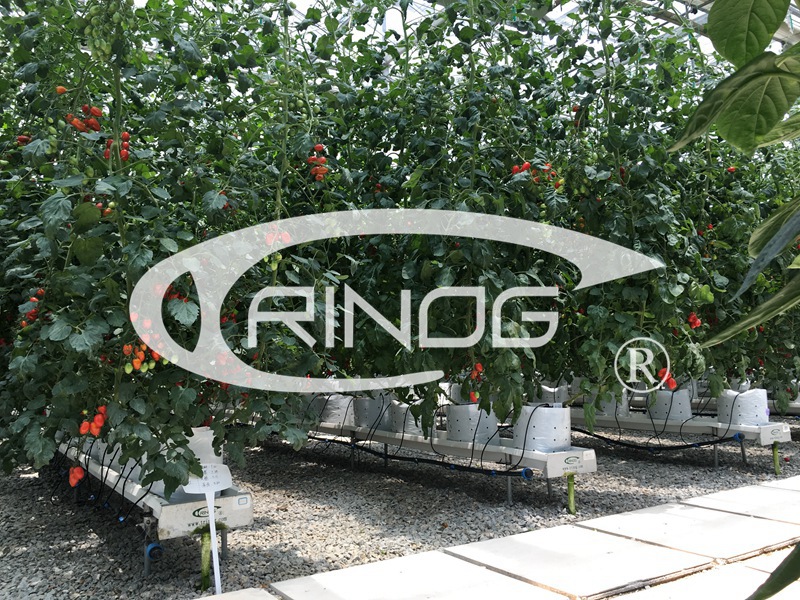 Beef tomato hydroponics cultivation for growing