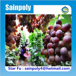 Large Size Multi-Span Film Greenhouse for Grape