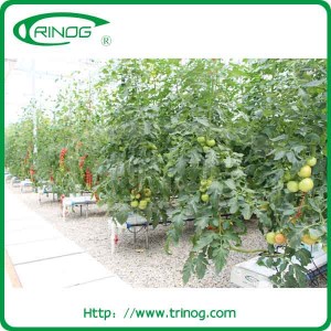 Beef tomato hydroponics cultivation for growing