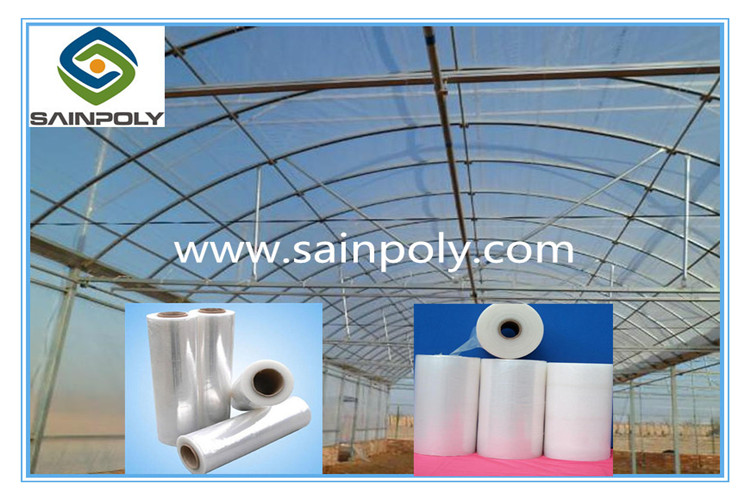 Large Size Multi-Span Film Greenhouse for Grape