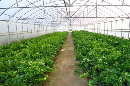 Economic and Practical Vegetable Greenhouse