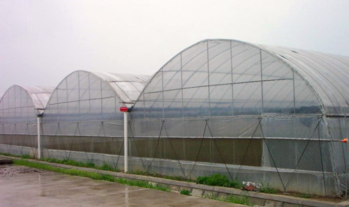 Multi-Span Gothic Film Greenhouse FM80f40