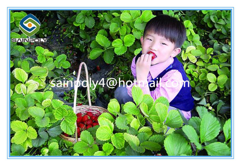 Cold Area Used Solar Greenhouse for Strawberry