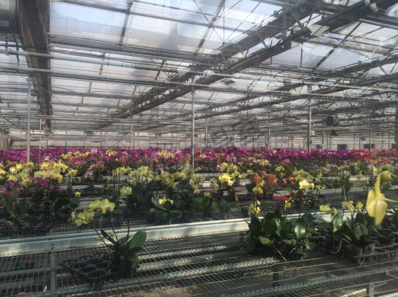 Multi-Span Glass Greenhouse for Agribusiness