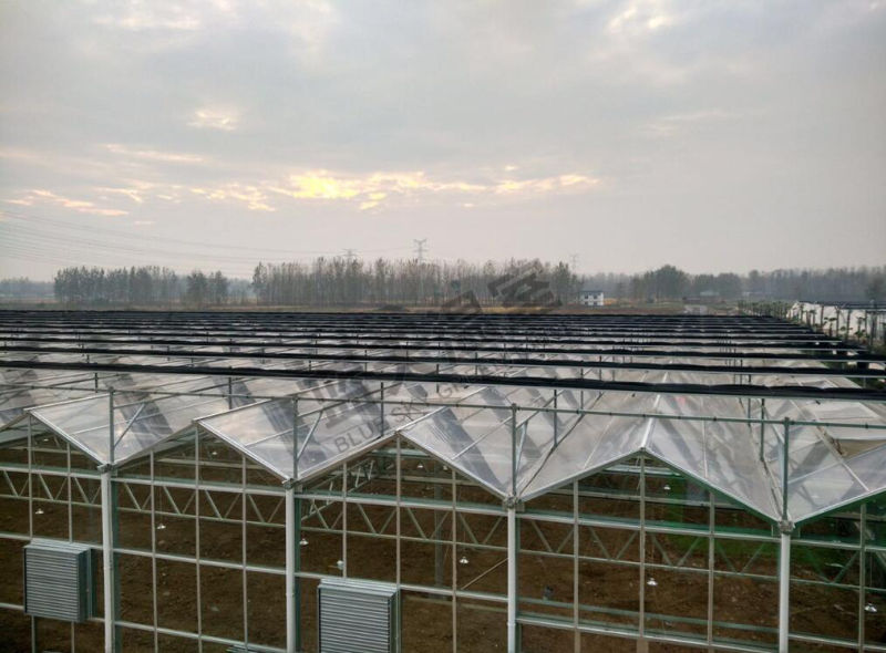 Hot Galvanized Steel Frame Film Greenhouse