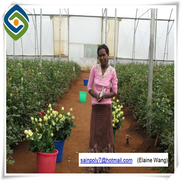 Glass Automatic Commercial Greenhouse for Sale