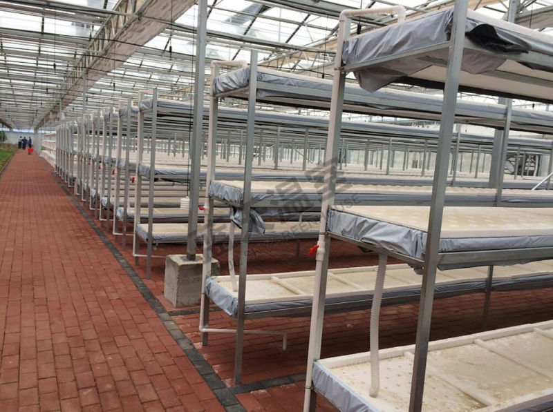 Multi-Span Plastic Film Greenhouse