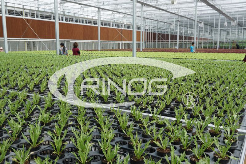 Commercial Glass Greenhouse for large scale farm