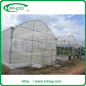 Commercial Tunnel Film Greenhouse for Flower Growing