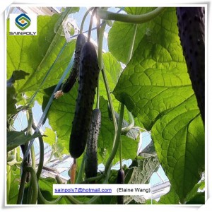 Aluminum Polycarbonate Sheet Greenhouse with Hydroponic Systems