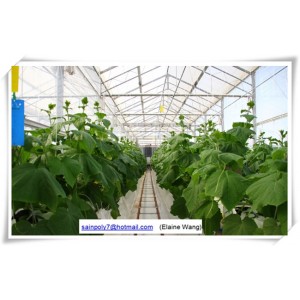 Single Span Agricultural Film Green House for Cucumber