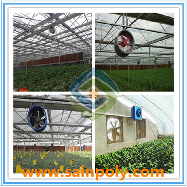 The Cheapest Multi-Span PC Sheet Greenhouse for Agricultural