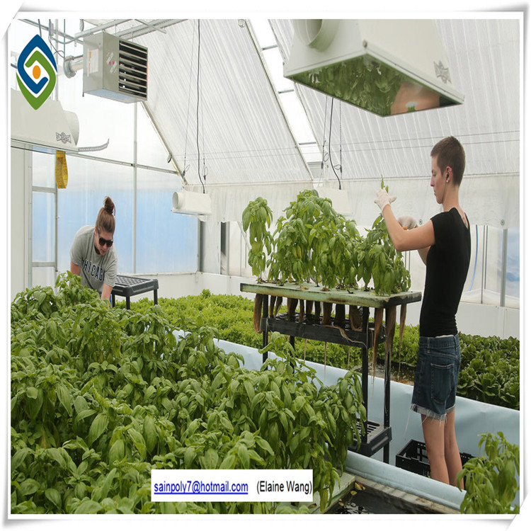 Glass Horticultural Greenhouse for Rose Growing