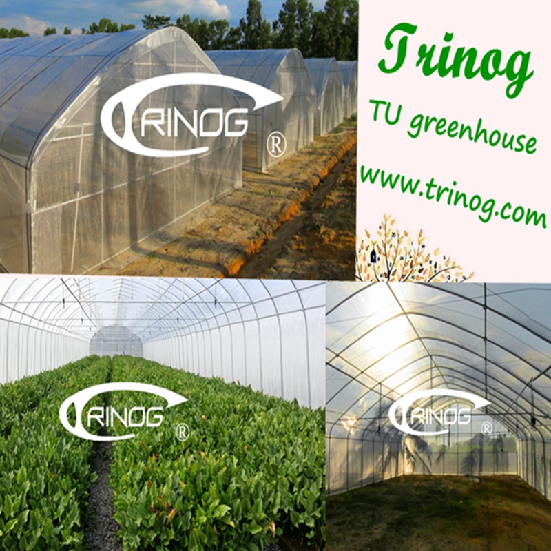 Economic Commercial Tunnel Plastic Greenhouse for Tomato Growing